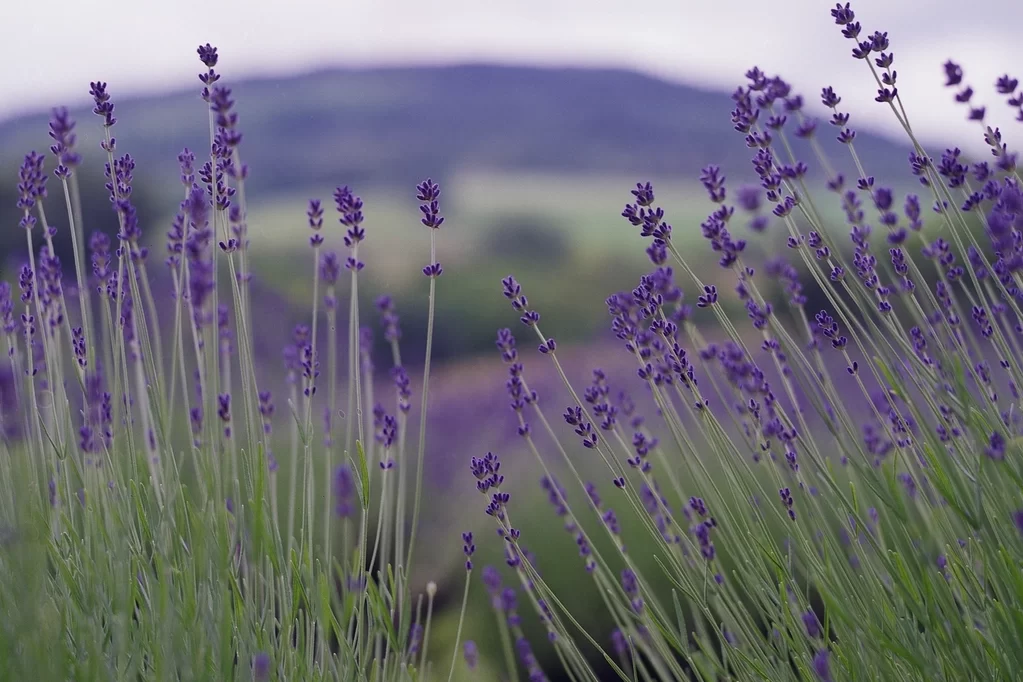 Lavender field