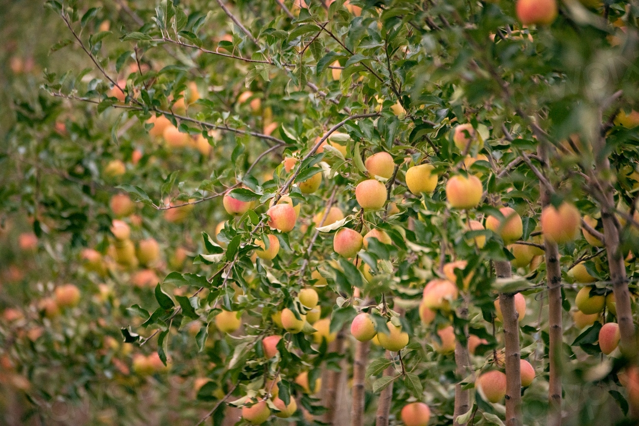 Sunrise at Apex Farm apple