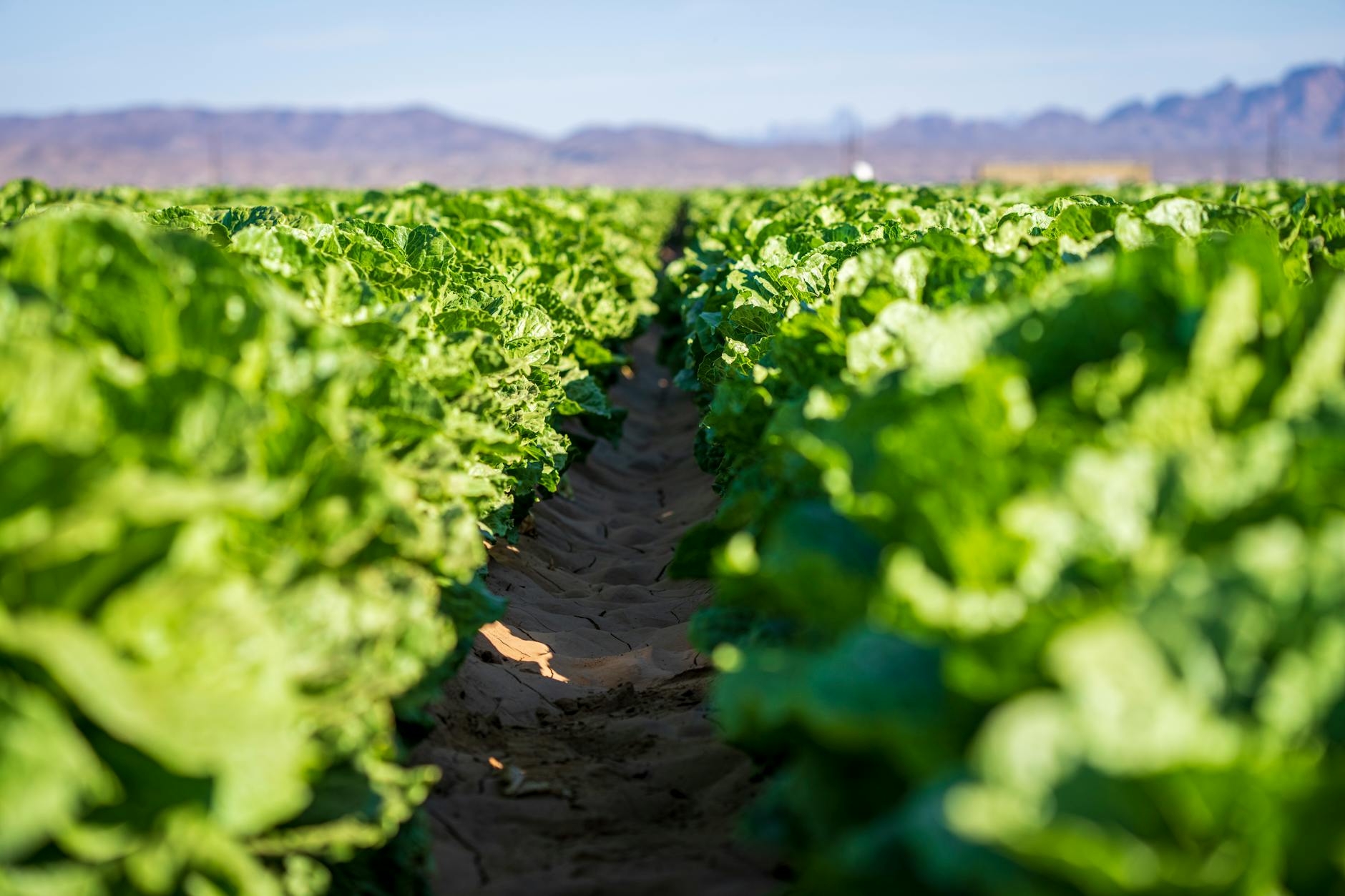 close up of the lettuce in the farm